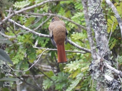 Trogon collaris