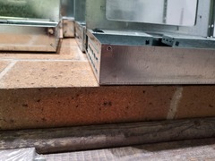 Pholcus phalangioides