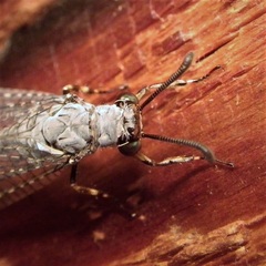 Myrmeleon exitialis