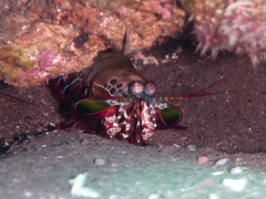 Odontodactylus scyllarus