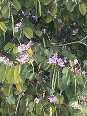 Bauhinia