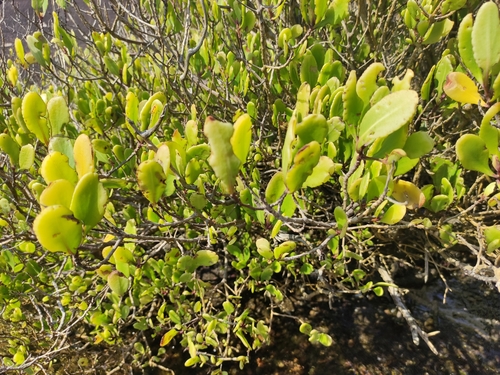 Lumnitzera racemosa iNat (2)