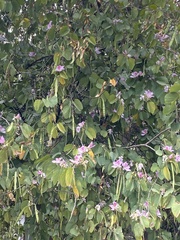 Bauhinia