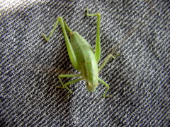 Poecilimon intermedius