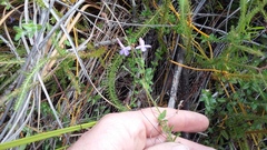 Lobelia neglecta
