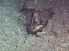 Amblyeleotris guttata