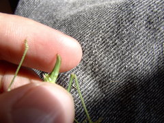 Poecilimon intermedius