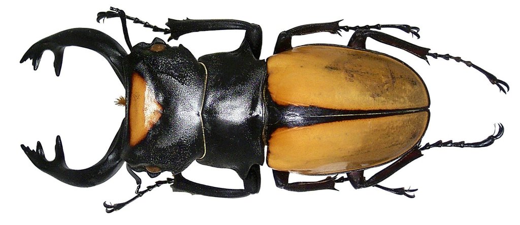 Genus Odontolabis · iNaturalist