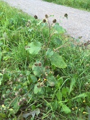 Arctium tomentosum