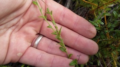 Lobelia neglecta