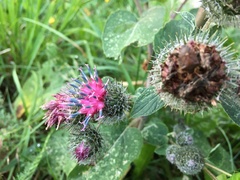 Arctium tomentosum