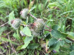 Arctium tomentosum