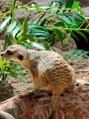Suricata