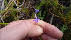 Lobelia neglecta