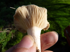 Lactarius vietus