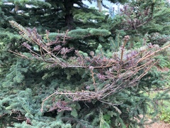 Rhizosphaera kalkhoffii