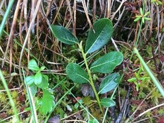 Salix fuscescens