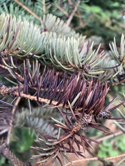 Rhizosphaera kalkhoffii