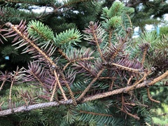 Rhizosphaera kalkhoffii