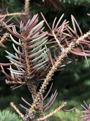 Rhizosphaera kalkhoffii