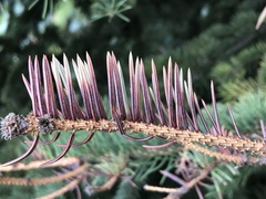 Rhizosphaera kalkhoffii