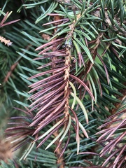 Rhizosphaera kalkhoffii