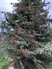 Rhizosphaera kalkhoffii