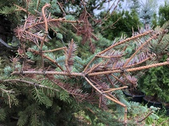 Rhizosphaera kalkhoffii