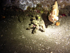 Camposcia retusa