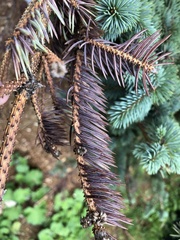 Rhizosphaera kalkhoffii