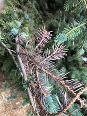 Rhizosphaera kalkhoffii