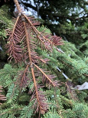 Rhizosphaera kalkhoffii