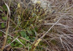Carex humilis