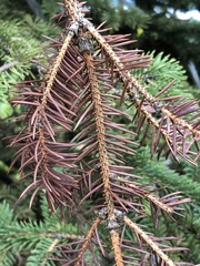 Rhizosphaera kalkhoffii