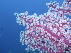 Siphonogorgia godeffroyi