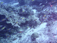 Pterocaesio randalli