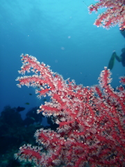 Astrogorgia dumbea