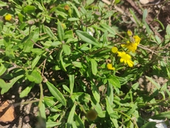 Angiospermae