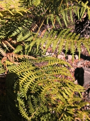 Calliptamus plebeius