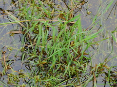 Glyceria declinata