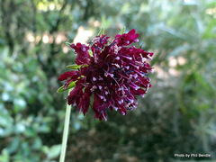 Knautia macedonica