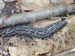 Limax maximus