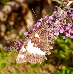 Brintesia circe