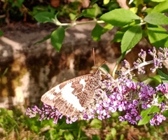 Brintesia circe