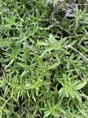 Hyssopus officinalis