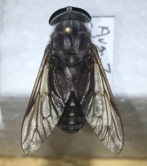 Tabanus catenatus
