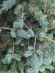 Rhizosphaera kalkhoffii