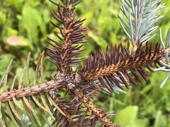 Rhizosphaera kalkhoffii