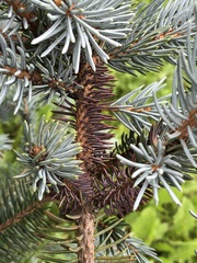 Rhizosphaera kalkhoffii