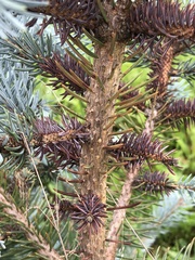 Rhizosphaera kalkhoffii